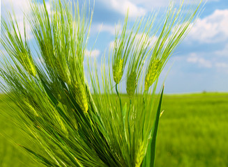 green wheat field