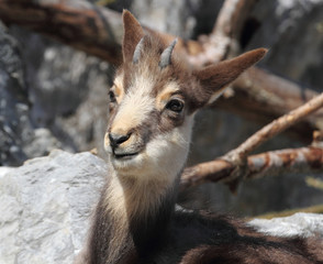 Junge Gams im Felsigen Gelände.