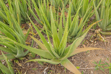 Aloe Vera