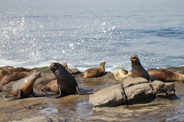 Sea Lions - La Jolla - San Diego - USA