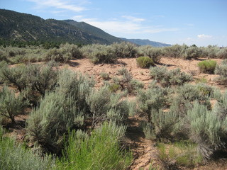Sagebrush at Kolob Canyon at Zion National Park in Utah