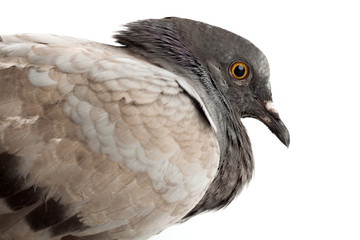 pigeon dove bird close up on white background