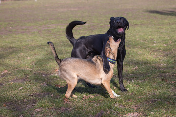 Rudimentäres Verhalten bei Hunden