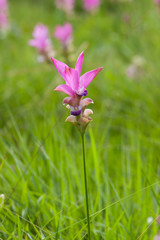 Siam Tulip pink color with green grass background