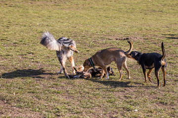 Rudimentäres Verhalten bei Hunden