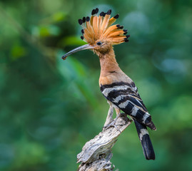Hoopoe or Common hoopoe(Upupa epops), beautiful bird on branch with green background.