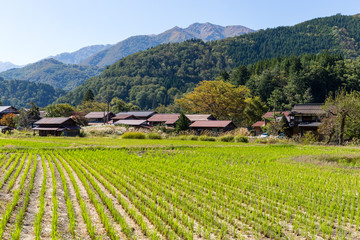 Fototapeta na wymiar Japanese old village in Shirakawa