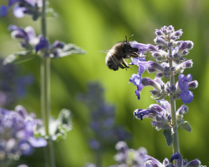 Emsige Biene © Philipp