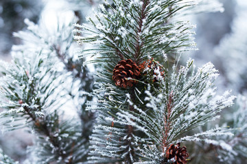 Close up of pine cones and branches