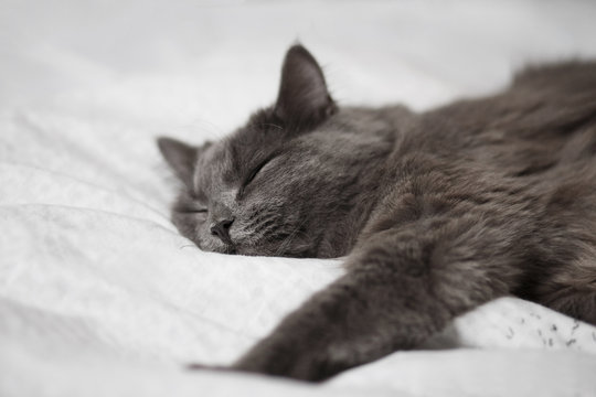 Fluffy gray cat on a dark background