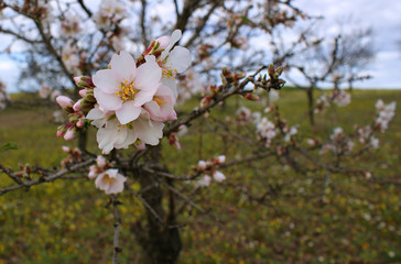 Almond tree flowers with blue sky with clouds background (1)