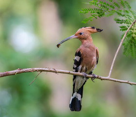 Hoopoe or Common hoopoe(Upupa epops), beautiful bird on branch with green background.