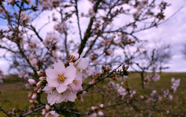 Almond tree flowers with blue sky with clouds background 3