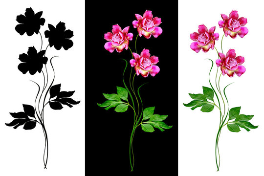 Fototapeta Colorful bright flowers peonies isolated on white background.