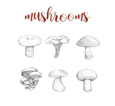 Mushroom set. Collection of mushrooms vector illustration