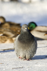 Dove in the snow
