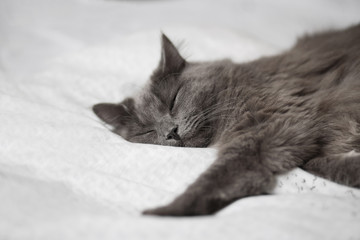 Fluffy gray cat on a dark background