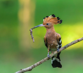 Hoopoe or Common hoopoe(Upupa epops), beautiful bird on branch with green background. © Narupon