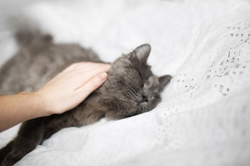 Fluffy gray cat on a dark background