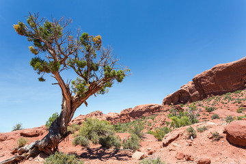 Dry tree in desert valley.