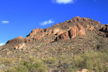 Fototapeta premium Cactus - Saguaro National Park - Tucson - USA