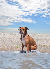 American pit bull terrier is sitting on the beach