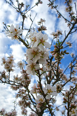 Almond tree flowers with blue sky with clouds background 4