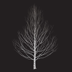 Birch silhouette in the winter