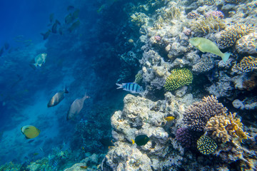 Obraz na płótnie Canvas beautiful and diverse coral reef with fishes of the red sea in Egypt, shooting under water