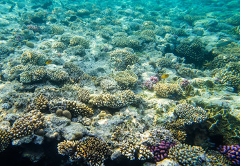 Naklejka na ściany i meble beautiful and diverse coral reef with fishes of the red sea in Egypt, shooting under water