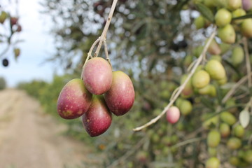 Conjunto de aceitunas en árbol