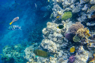 Plakat beautiful and diverse coral reef with fishes of the red sea in Egypt, shooting under water