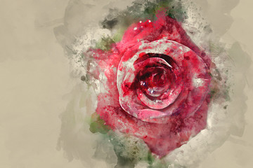 Watercolor image of Rose © sutthinon602