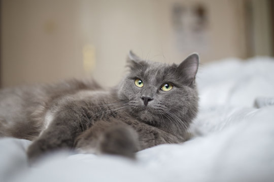 Fluffy gray cat lying on a light blanket