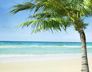Tropical beach with the palm.
