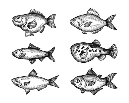 marine fish set of sketches. vector illustration