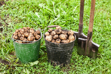 Freshly dug potatoes in metal bucket and shovel on the field in