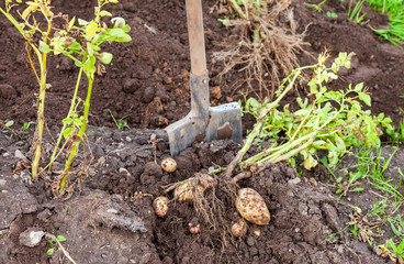 Freshly dug potatoes and shovel on the farm plantation in sunny