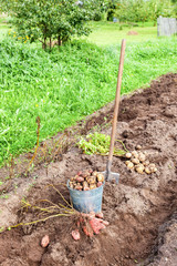 Freshly dug potatoes in metal bucket and shovel on the field in