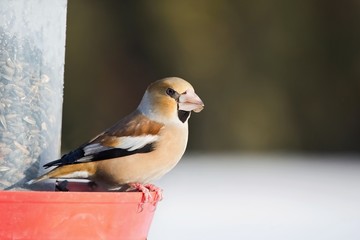 Fototapeta premium Coccothraustes coccothraustes, Hawfinch, sitting on a feeder with sunflowers. Wildlife. Europe, country slovakia. 