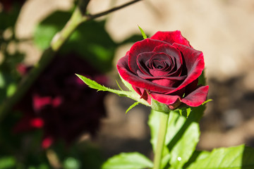 Beautiful red rose in garden on green branch / Flower of Valentine's day