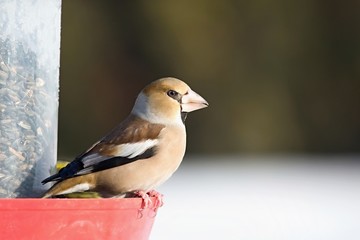 Coccothraustes coccothraustes, Hawfinch, sitting on a feeder with sunflowers. Wildlife. Europe, country slovakia. 