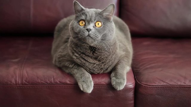 British Cat Sitting On A Sofa.