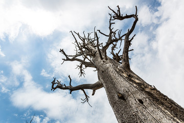 Bottom view on dead tree.
