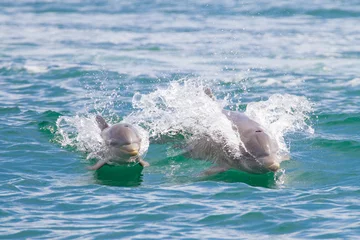 Papier Peint photo Dauphin Mère et bébé dauphin à Dolphin Bay, Panama