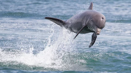 Crédence de cuisine en verre imprimé Dauphin Grand dauphin sautant