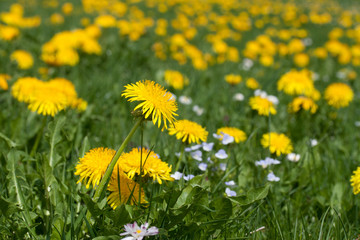 Dandelion field