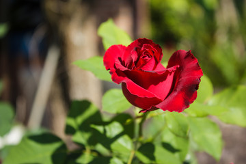 Beautiful red rose in garden on green branch / Flower of Valentine's day
