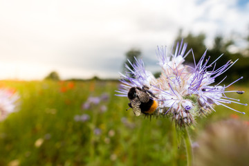 Hummel auf Bienentrachtpflanze