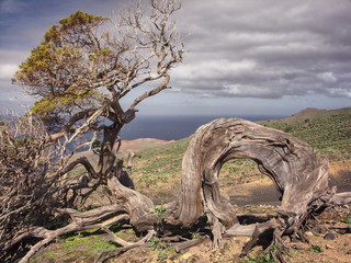 Old juniper in the Sabinar of El Hierro island,Canary islands, Spain
